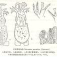 玄妙微鰭烏賊 玄妙微鰭烏賊