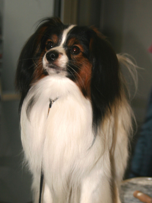 法連尼犬 法連尼犬