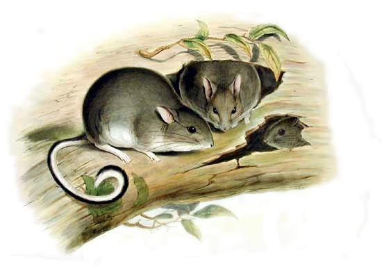 白足澳洲林鼠