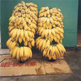 蛟塘粉蕉