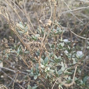 Helianthemum squamatum