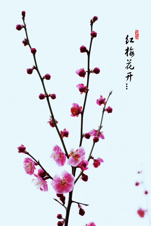 詠紅梅花得“花”字