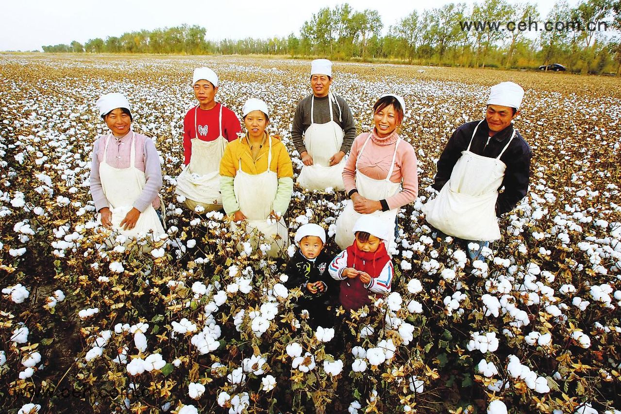 中國棉紡織信息網-新疆棉