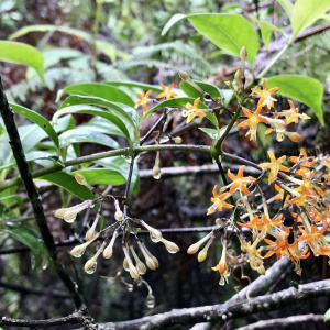 Danais fragrans