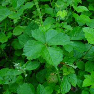 Rubus armipotens
