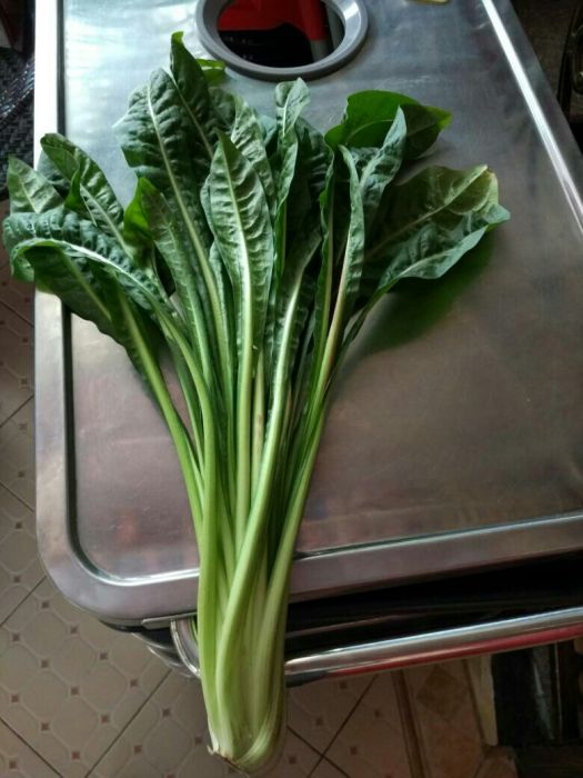 大葉菜(中藥) 大葉菜(中藥)