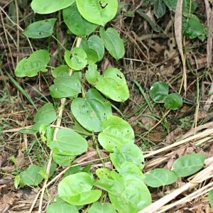 Dioscorea minutiflora