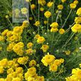 小黃菊 小黃菊