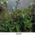 泥花草 泥花草