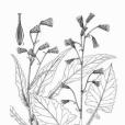 毛鱗菊 毛鱗菊