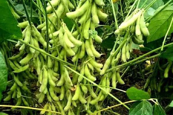 賀豆7號 賀豆7號