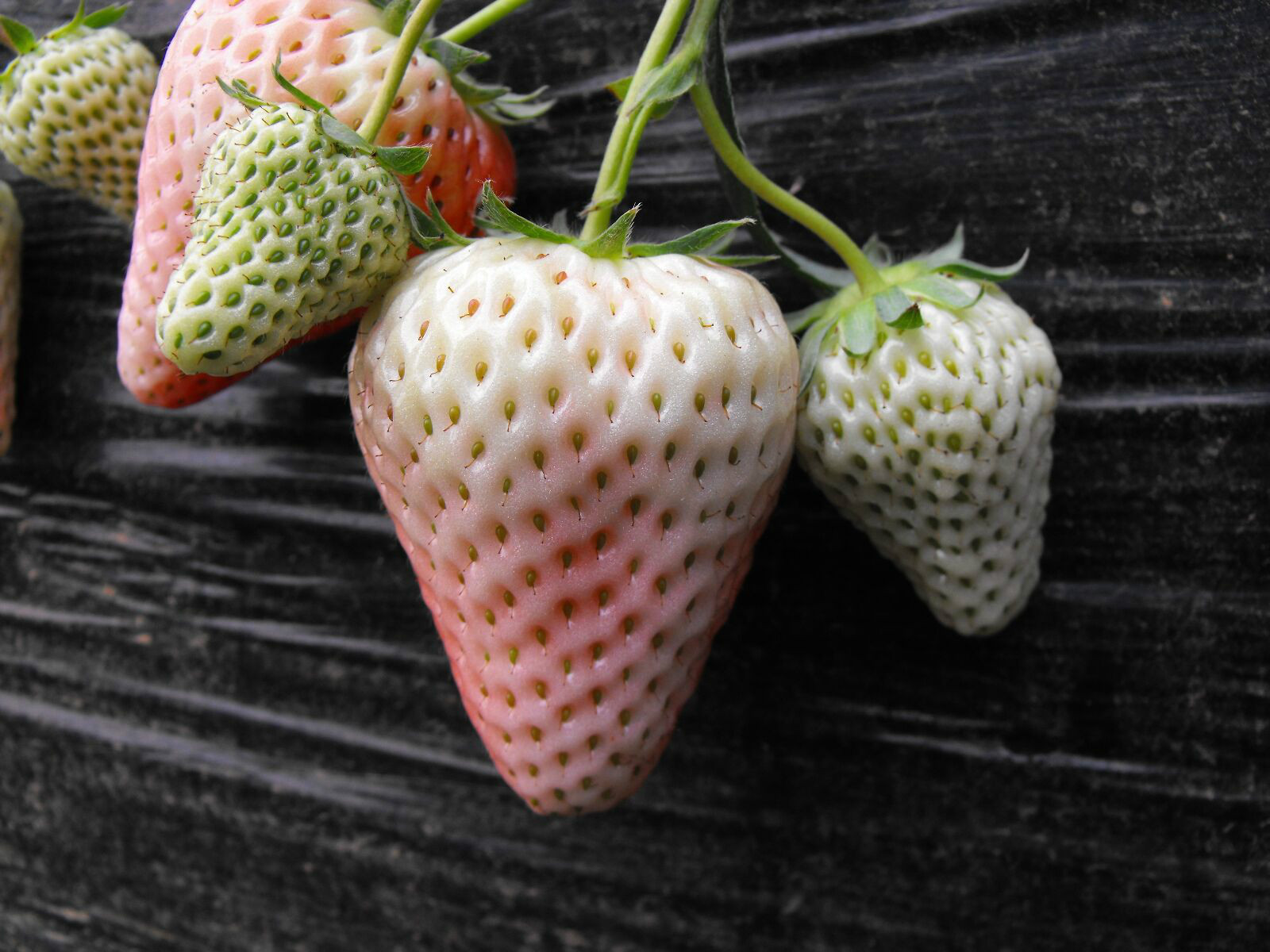 小白草莓