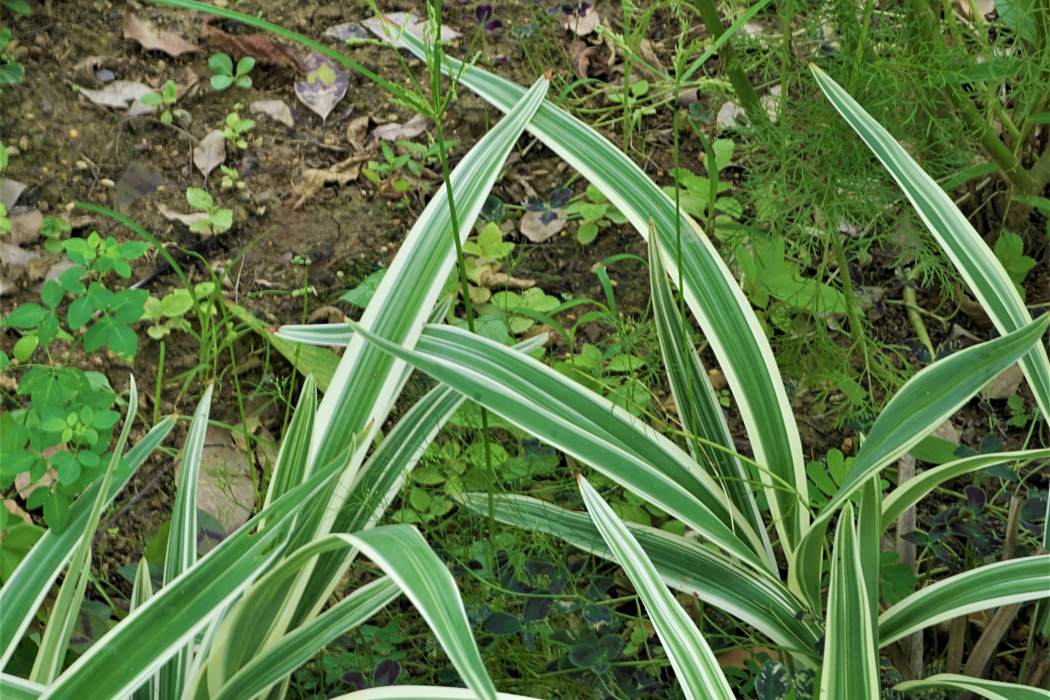 花葉山菅蘭 花葉山菅蘭