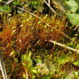 金髮草(竹篙草) 金髮草(竹篙草)