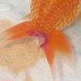 金魚爛鰭病 金魚爛鰭病