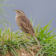 山鷚 山鷚
