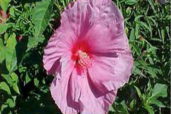 Hibiscus \x27Fantasia\x27