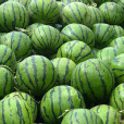 昌蜜12號 昌蜜12號