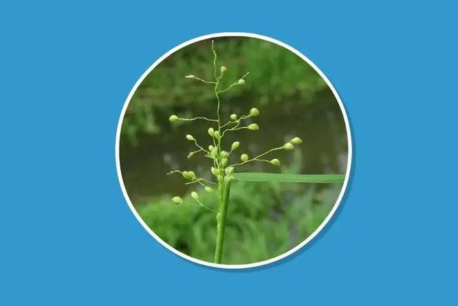 小花柳葉箬 小花柳葉箬