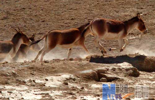 保護區內的藏野驢