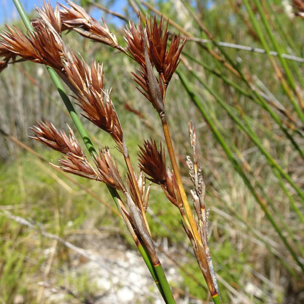 Thamnochortus fraternus