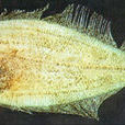 長鰜鮃 長鰜鮃