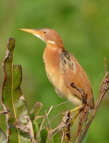 栗葦鳽(栗葦鴉) 栗葦鳽(栗葦鴉)