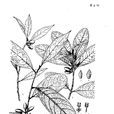 西藏木姜子 西藏木姜子