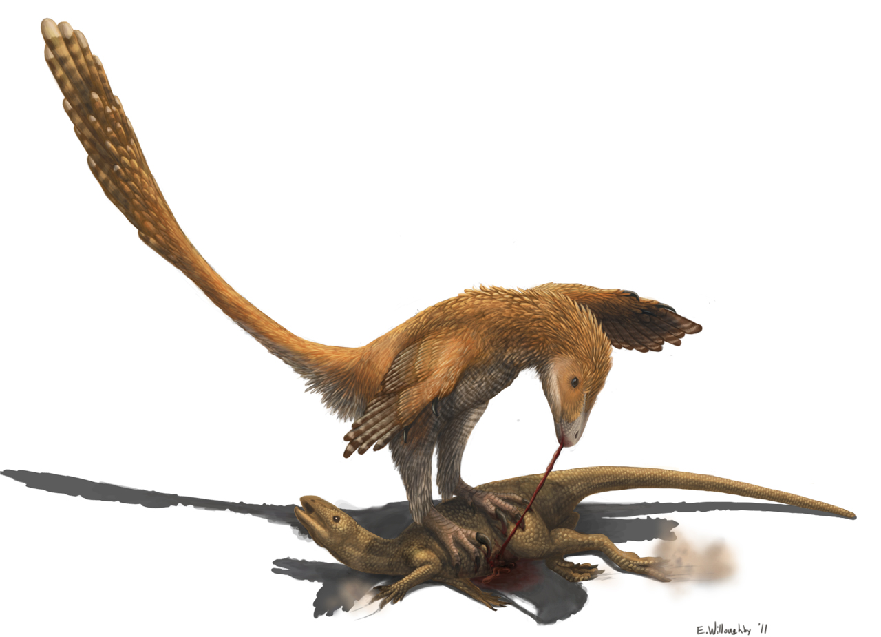 恐爪龍用爪固定並捕食西風龍的重建圖