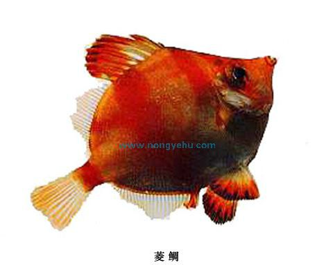 菱鯛 菱鯛