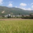 竹子樹村 竹子樹村