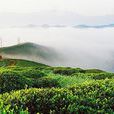 西鄉茶園 西鄉茶園
