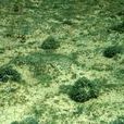 凍原植被型 凍原植被型