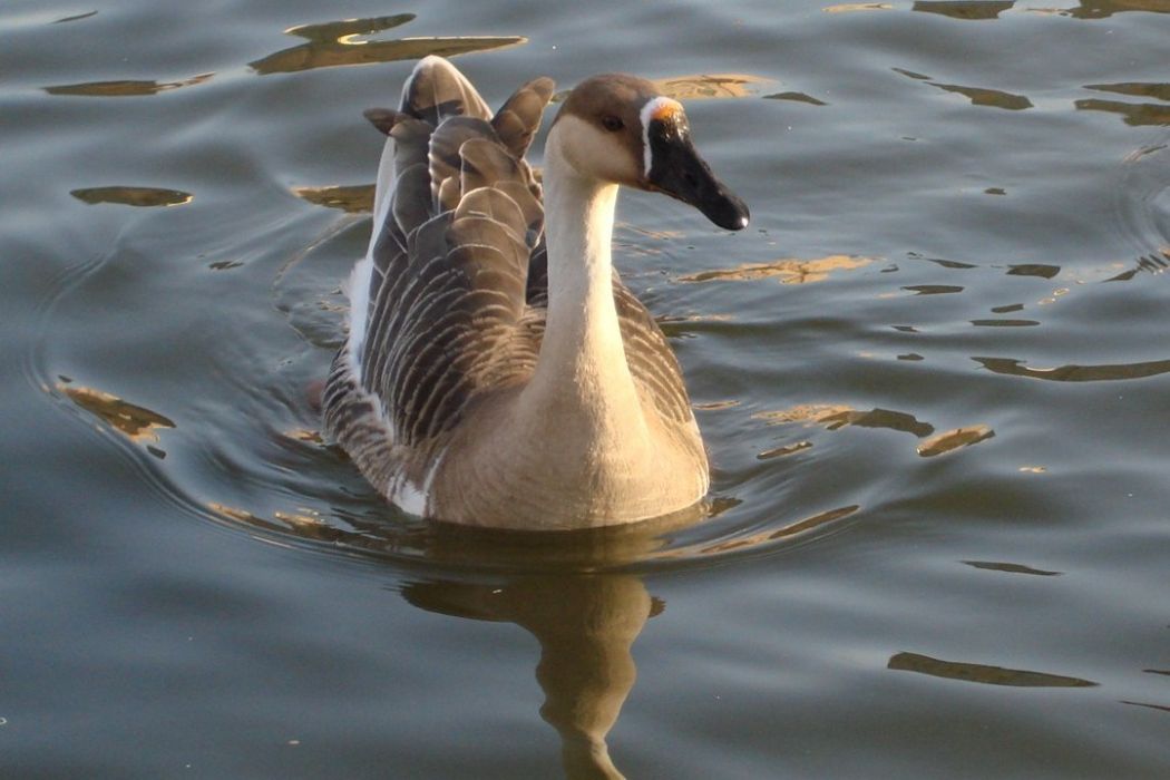 郎溪雁鵝 郎溪雁鵝
