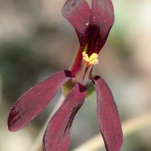 Pelargonium sidoides Pelargonium sidoides