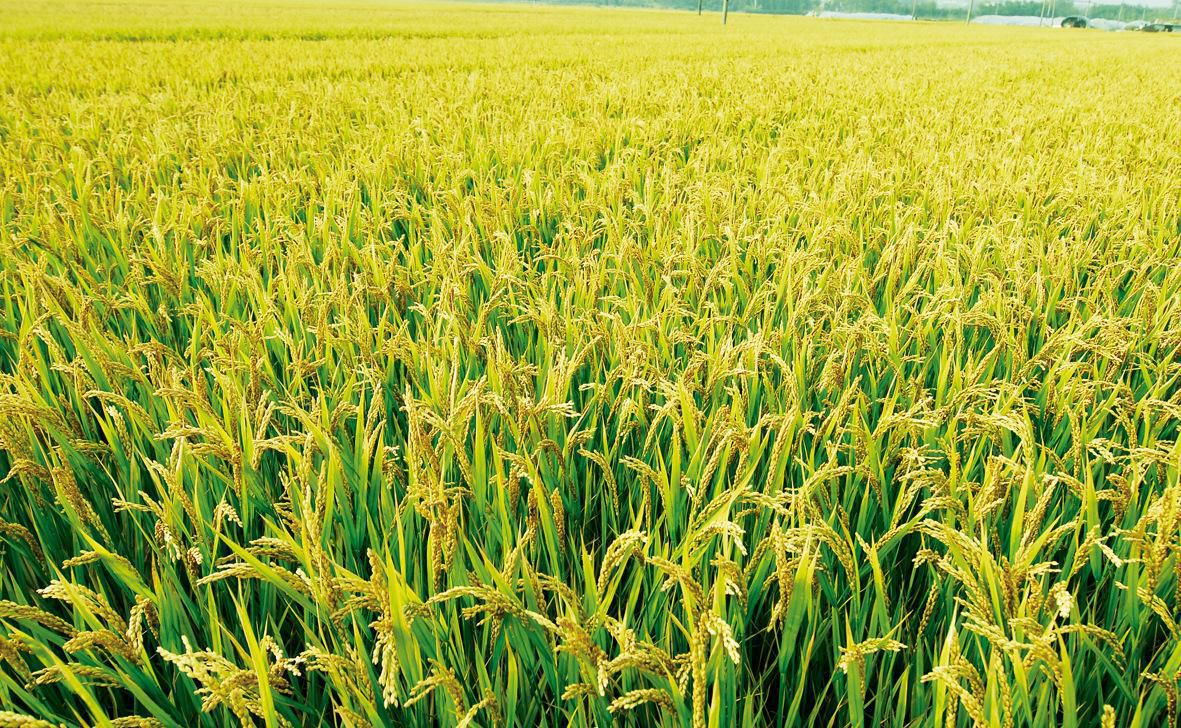 水稻農業