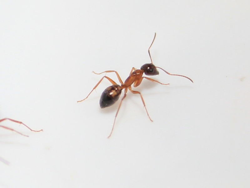 黃斑弓背蟻