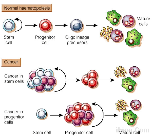 自體幹細胞
