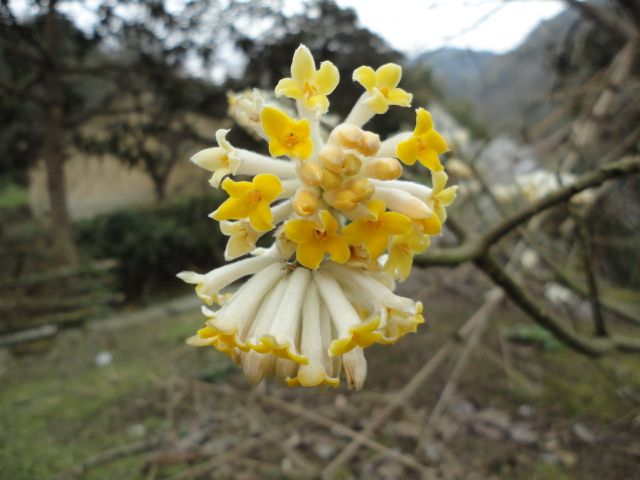 鼠皮樹屬