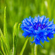 藍色矢車菊(德國國花)
