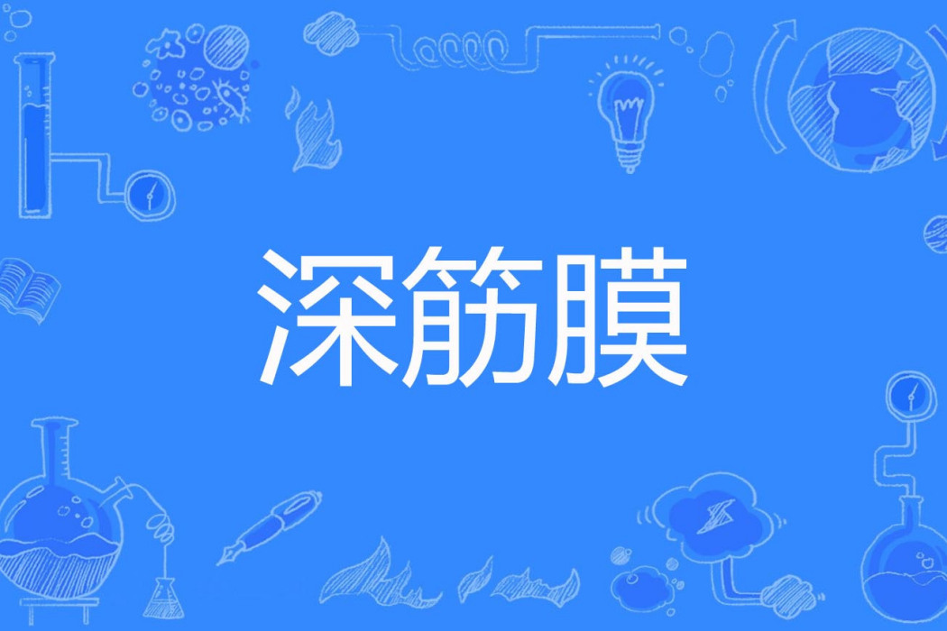 深筋膜 深筋膜