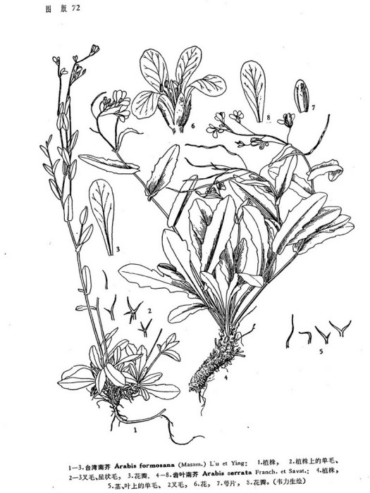 台灣南芥 台灣南芥