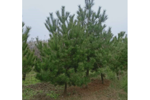 油松山西JX113