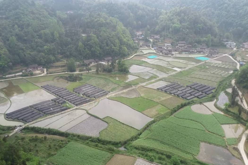 羊壩村 羊壩村