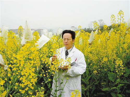 寧油10號 寧油10號