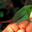 綠臉鸚雀