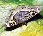 夜蛾科（Noctuidae)夜蛾翅上的假眼