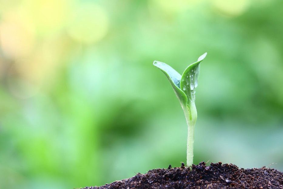 植物生長 植物生長