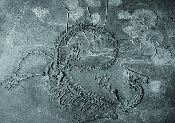 幻龍與海百合  三疊紀時代  古生物化石