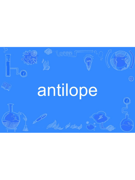 antilope antilope